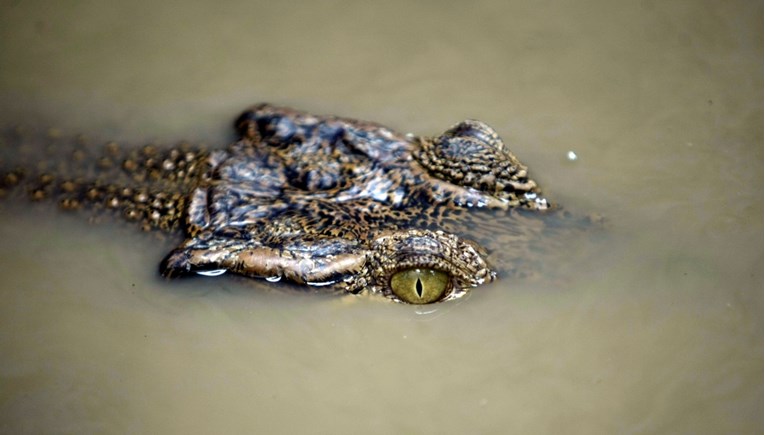 Napad krokodila u Indoneziji. Ubio ženu koja se kupala u rijeci