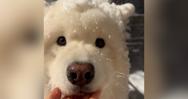 Samojed uživa u snijegu i izgleda poput najslađeg janjeta