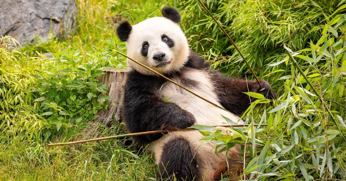 Panda u berlinskom zoološkom vrtu čeka blizance