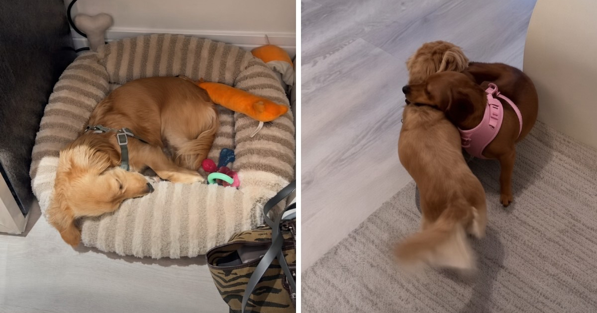 Jazavčar nakon mjesec dana ugledao najbolju prijateljicu, pogledajte reakciju 🥹