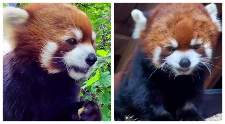 Crvena panda Moshu zvijezda je na TikToku: "Obožavam ga gledati kako slatko jede"