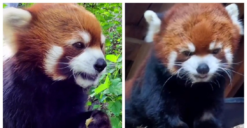 Crvena panda Moshu zvijezda je na TikToku: "Obožavam ga gledati kako slatko jede"