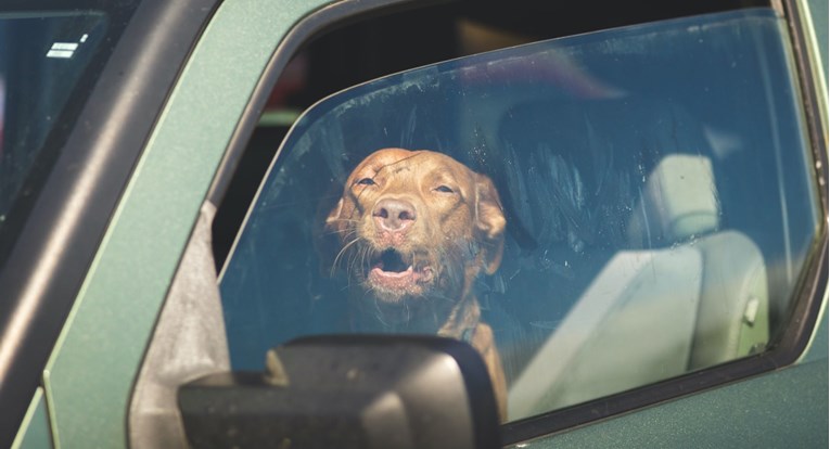 Vlasnik je ostavio psa u vrućem automobilu, policajci ne vjeruju što im je odgovorio