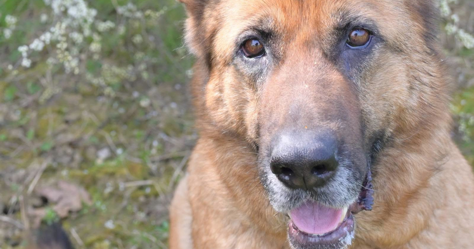 Križanka njemačkog ovčara Rea (6) traži novi, aktivni dom