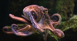 Istraživanje hobotnica otkriva tajne evolucije sna