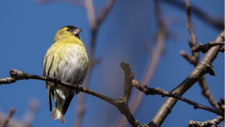 Svakoj petoj ptici u Europi prijeti izumiranje, pokazalo istraživanje