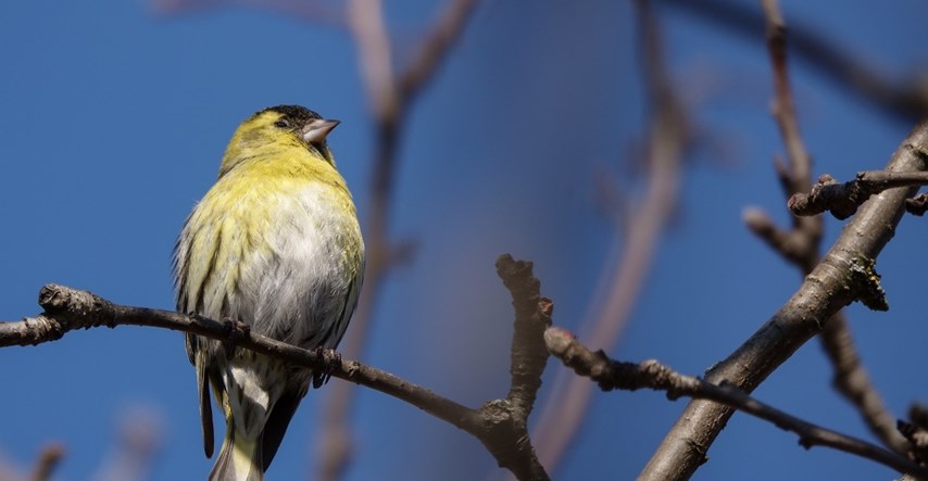 Studija: Zbog prometne buke ptice ne pjevaju isto kao prije