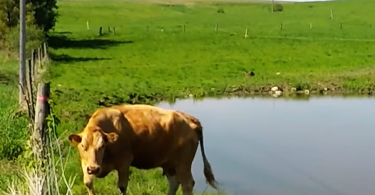 Krava odlučila vjerovati prolazniku i pozvati ga da spasi njeno tele u nevolji