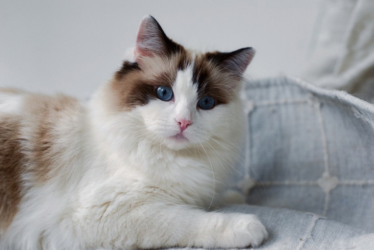 Jesu li Ragdoll mačke savršeni ljubimci? Veterinari otkrivaju istinu iza mitova