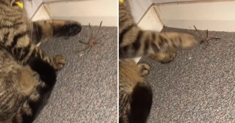 Mačka se igrala s ogromnim paukom pa ga bacila vlasnici u lice