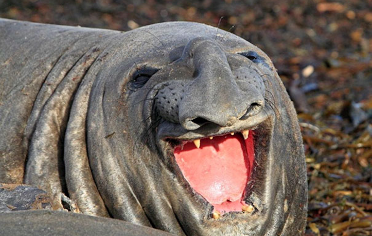 Urnebesna lica nefotogeničnih životinja nasmijat će vas do suza