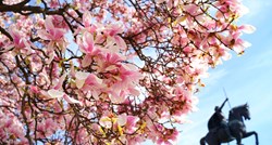 VELIKA GALERIJA Zagreb izgleda bajkovito pod laticama predivnih magnolija