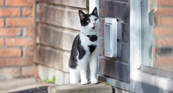 Mačka je nestala pa nakon par dana šokirala obitelj pozvonivši im na vrata