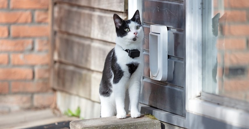 Mačka je nestala pa nakon par dana šokirala obitelj pozvonivši im na vrata