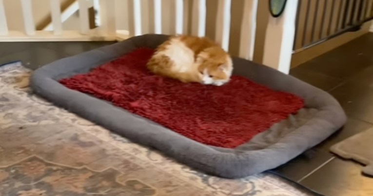 Bernski planinski pas dobio novi krevet, ali mačka je imala druge planove