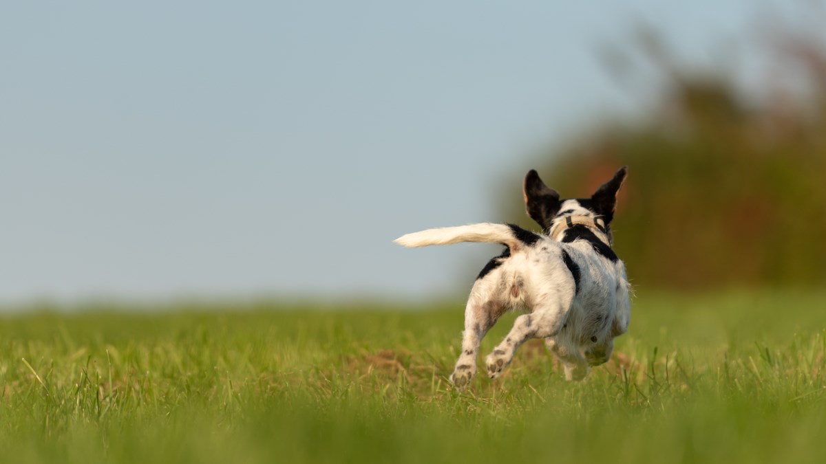 Zašto nije dobro panično dozivati odbjeglog psa