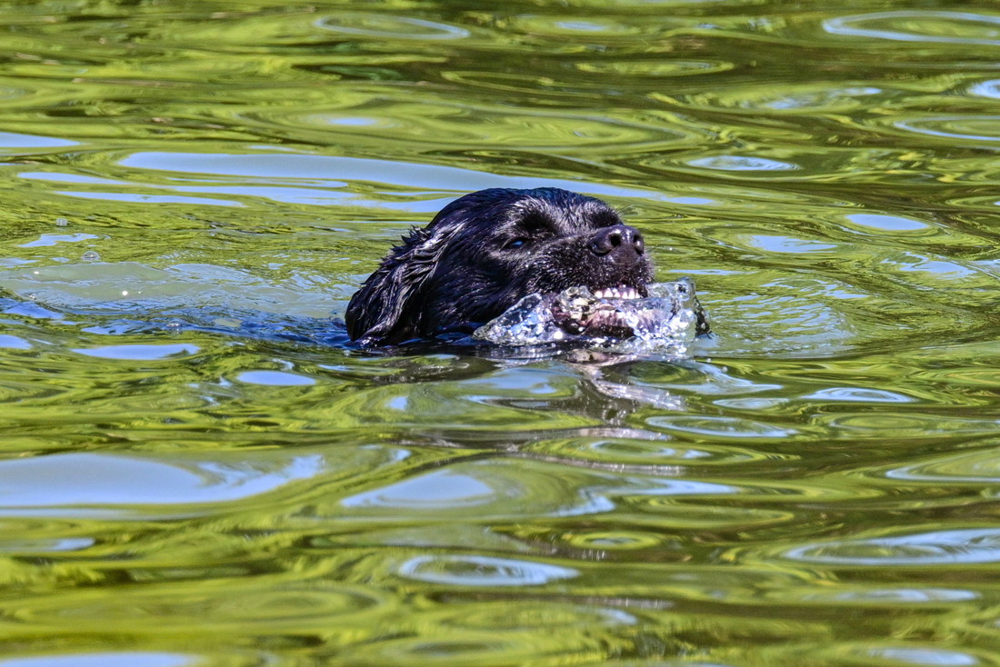 ANKETA Smetaju li vam psi na plaži?