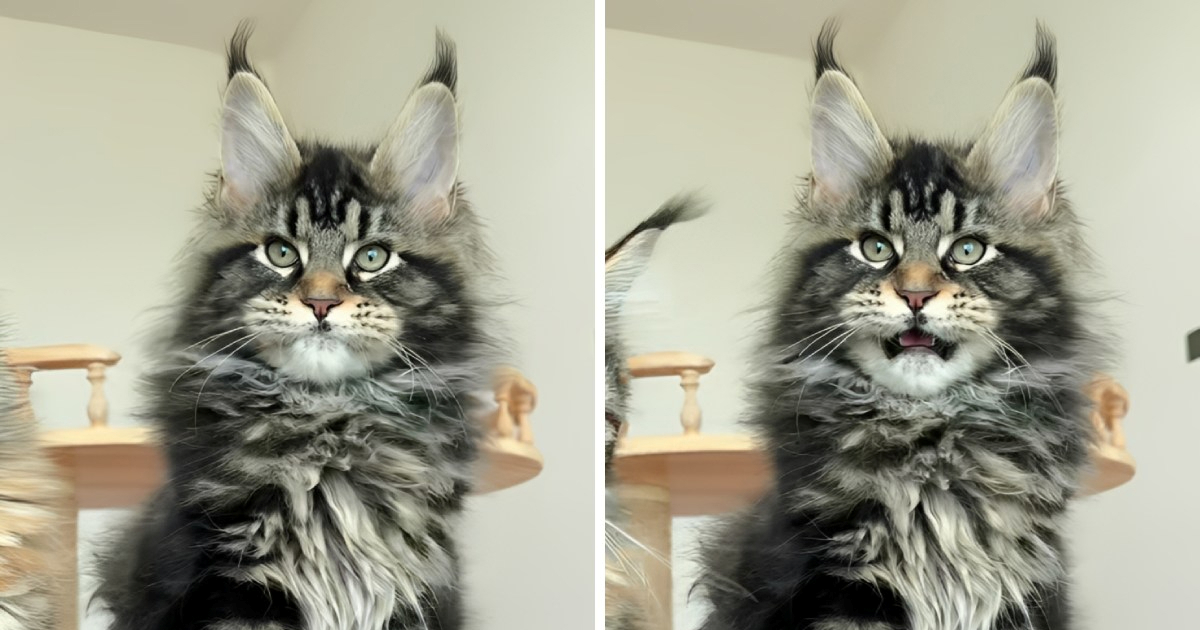 Mačić pasmine Maine Coon koji cvrkuće postao je internetski hit