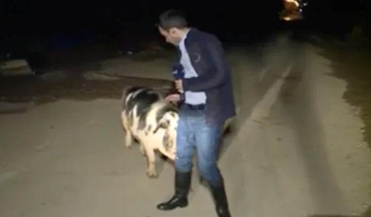 Grčki novinar u javljanju uživo bježao pred svinjom