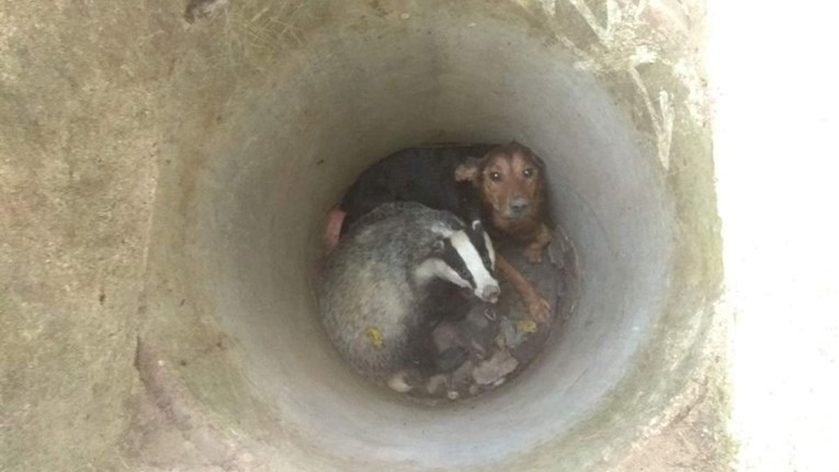 Spašeni su: Jazavac i jazavčar skupa zaglavili u šahtu u Kutini