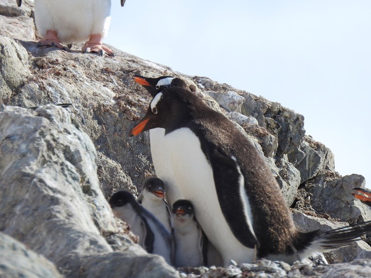 Kolonije pingvina na Antarktici smanjile se do 77 posto