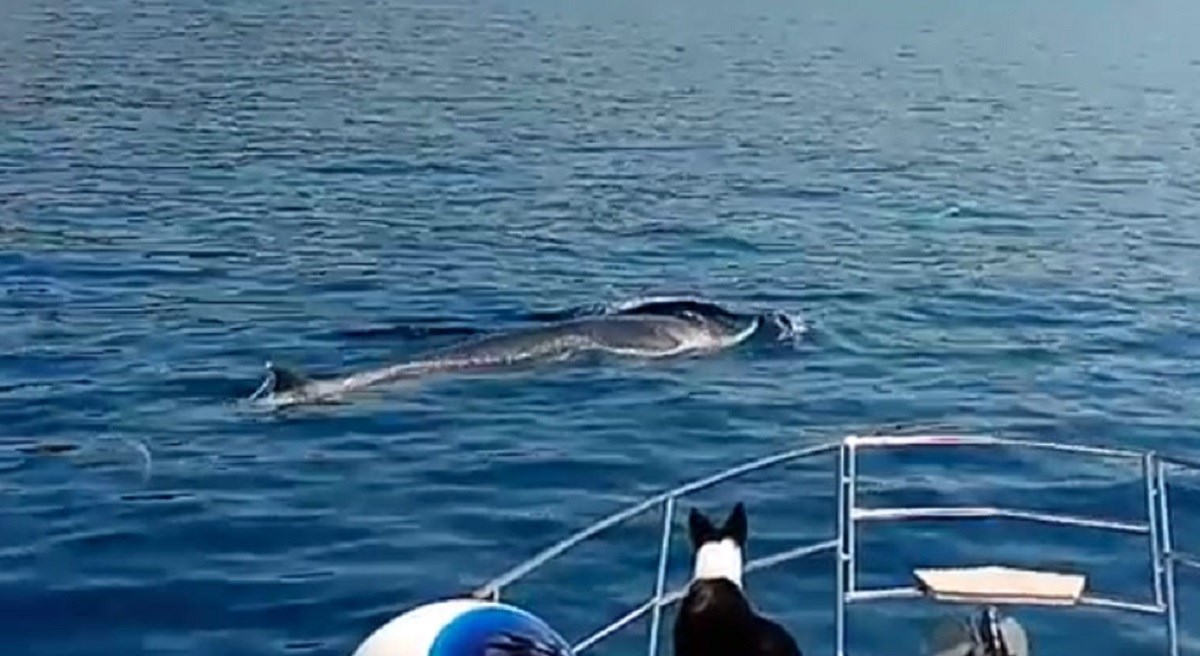 VIDEO Kod Šolte snimljeni kitovi