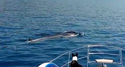 VIDEO Kod Šolte snimljeni kitovi