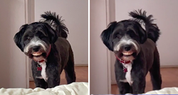 VIDEO Vlasnica nije mogla vjerovati kad je vidjela što njen pas drži u ustima