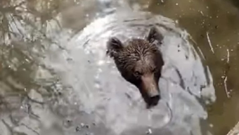 VIDEO Medo upao u bunar u Hercegovini, dobri ljudi odmah skočili da ga spase