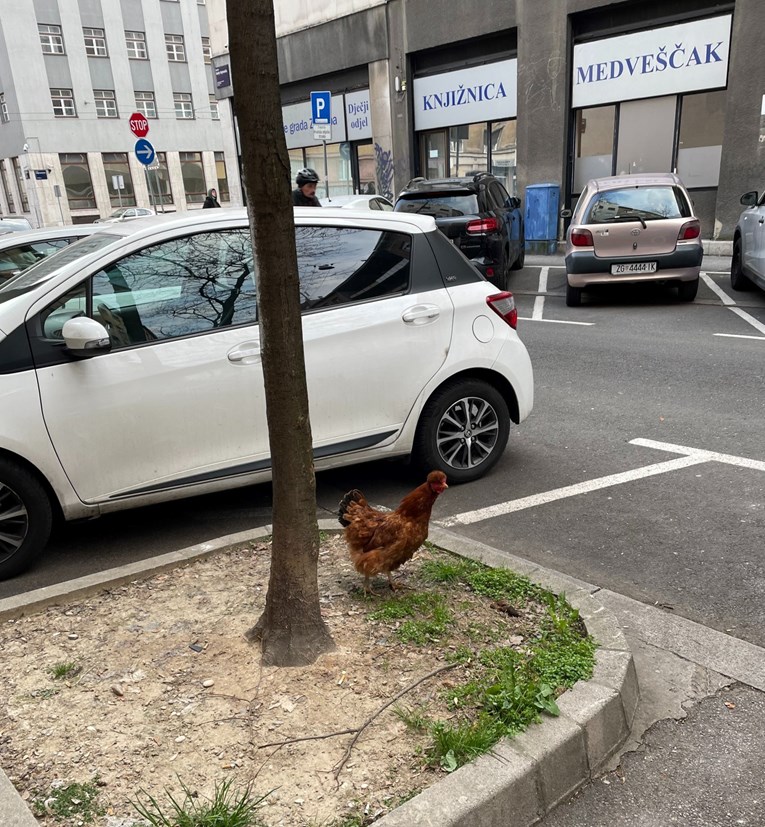 Kokoš se izgubila u centru Zagreba, snimio je naš čitatelj