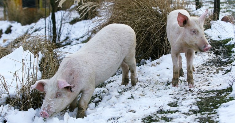 Timon i Pumba stvarno postoje. Žive kod Bjelovara i izgubili su se