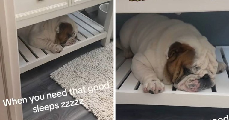 Preslatki engleski buldog i njegovo hrkanje oduševili su korisnike TikToka