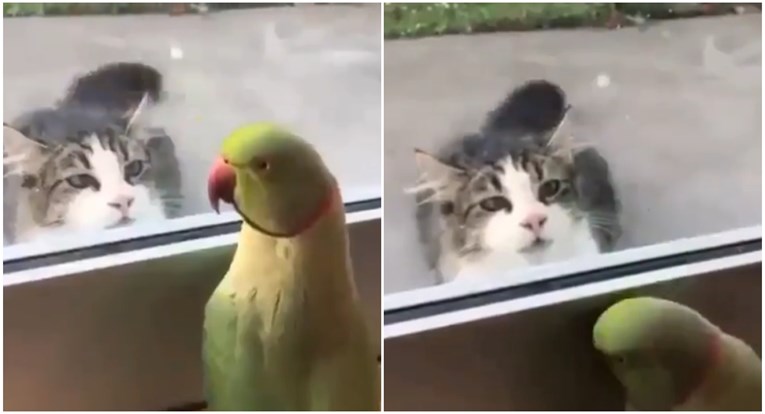 Igra skrivača između papige i mačke je hit: "Ona je tako zbunjena..."
