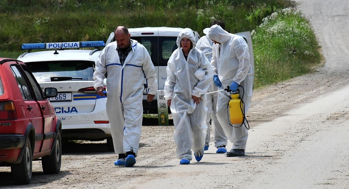 Afrička svinjska kuga potvrđena u Osječko-baranjskoj županiji, eutanazirano 60 svinja