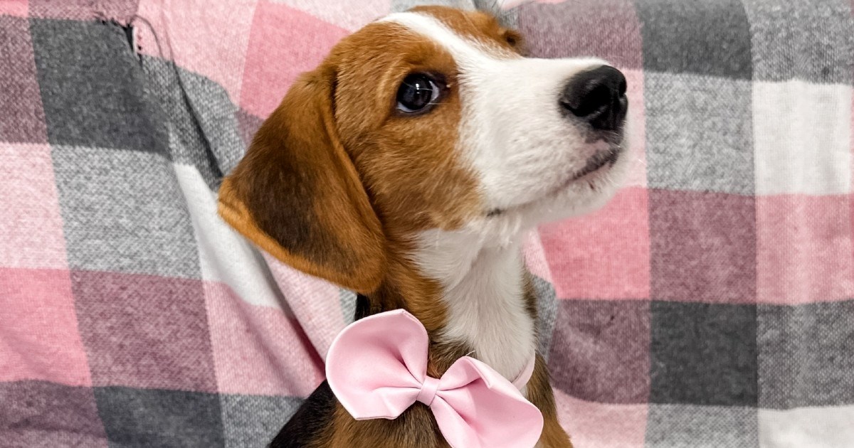 Malenu Pixie netko je napustio. Potreban joj je dom pun ljubavi u kojem će odrasti