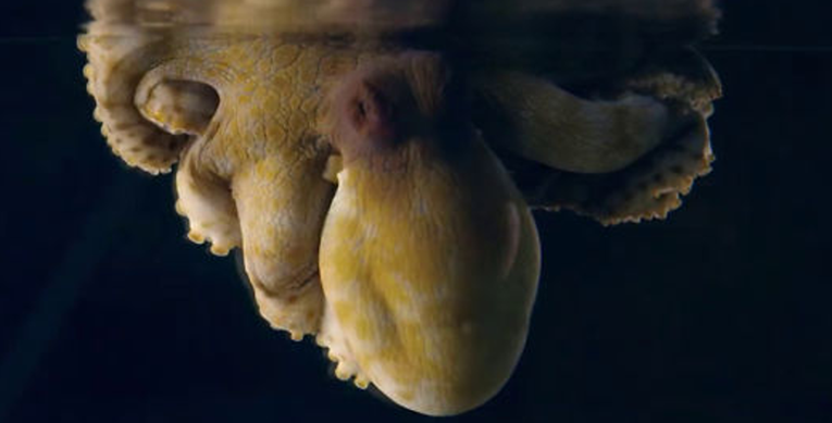 Snimili su hobotnicu koja mijenja boju kože u snu i to izgleda nestvarno