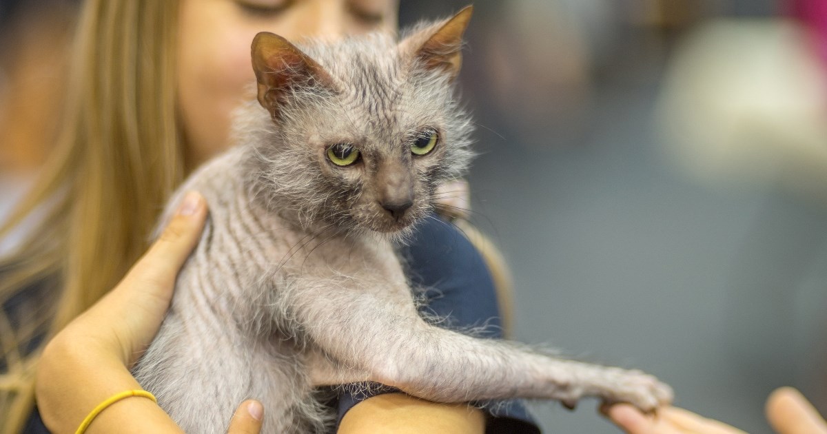 Upoznajte Lykoi, mačku koja izgleda kao vukodlak