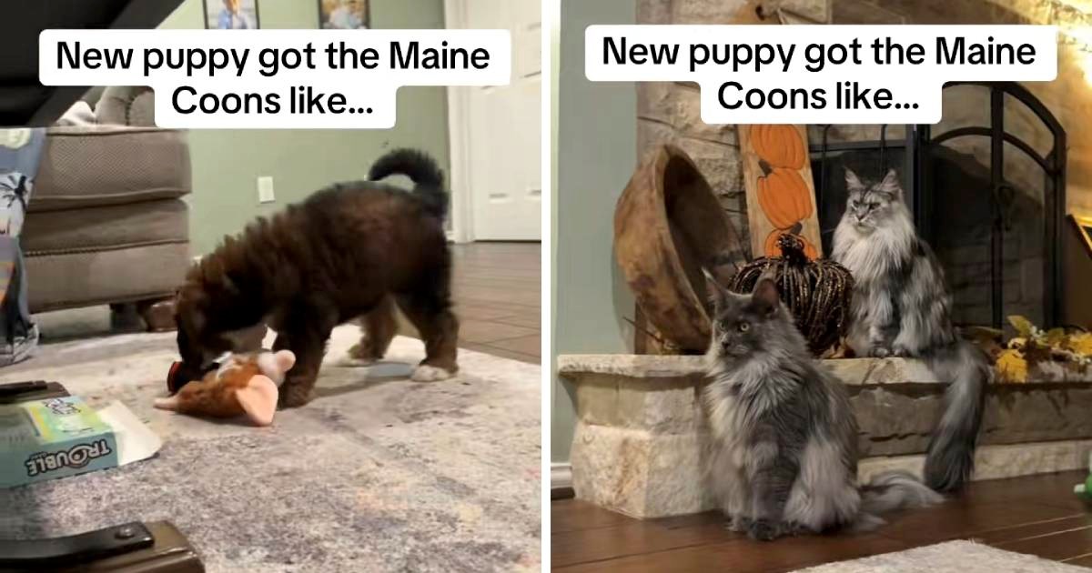 Pogledi koji govore sve: Maine Coon mačke nisu impresionirane novim psićem