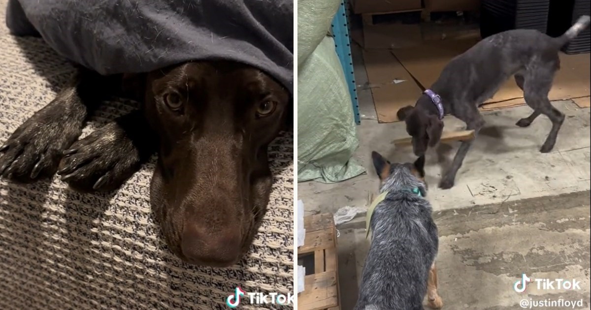 Ova kujica dokazuje da pseća ljubav nema granice