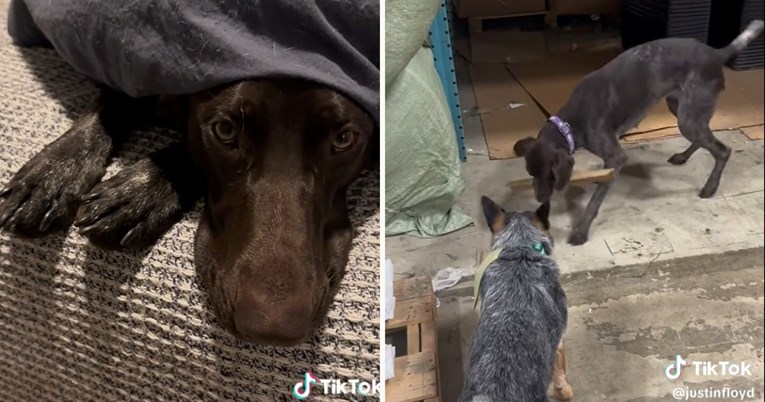 Ova kujica dokazuje da pseća ljubav nema granice