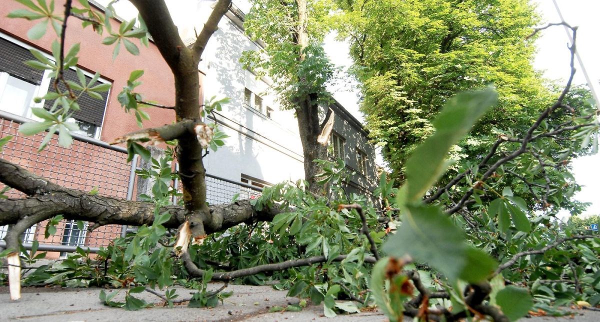 Nevrijeme u Istri. Građani prijavljivali pad grana na ceste i nestanak struje