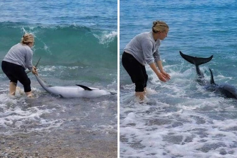 Dupin se nasukao na plaži u Orebiću. Sara i Dario ga vratili u more i spasili