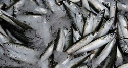 Konzumacija sitne plave ribe umjesto crvenog mesa može spasiti 750.000 života