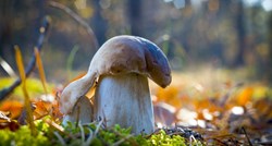Nutricionistica tvrdi da gljive prije konzumacije treba ostaviti na suncu, evo zašto