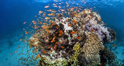 Veliki koraljni greben je za 30 godina izgubio 50 posto koralja