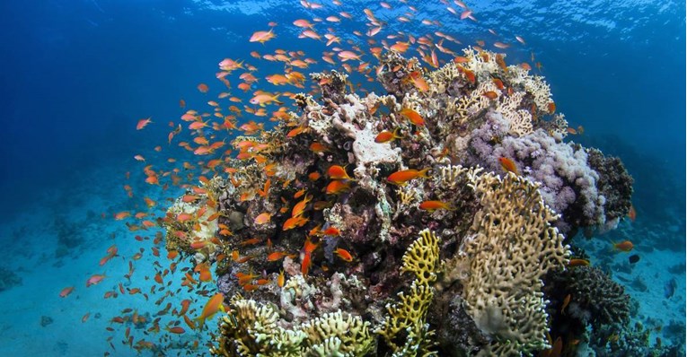 Veliki koraljni greben je za 30 godina izgubio 50 posto koralja