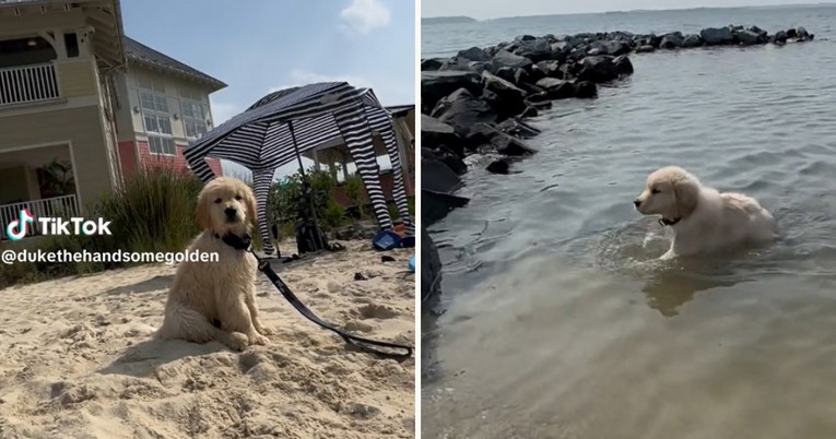Zlatni retriver prvi put otišao na plažu i osvojio srca tisuća