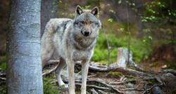 EK priprema novi zakon o vukovima, previše su se proširili u EU