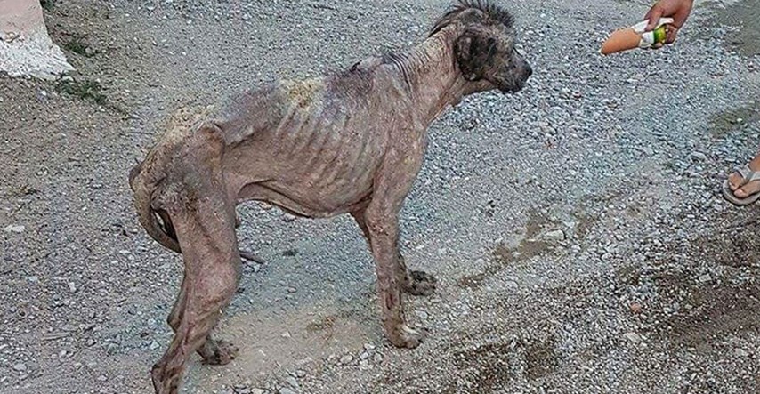 Pas iz Makedonije je izgledao kao čudovište. Pogledajte njegovu transformaciju