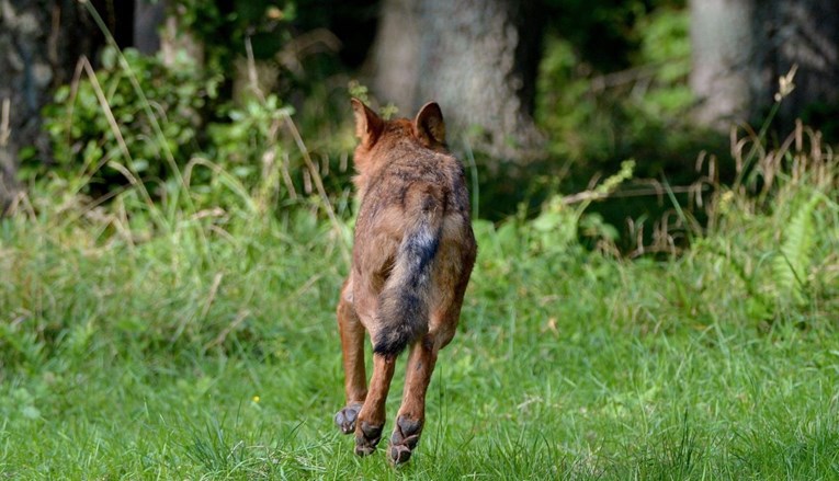 Njemački parlament želi lakši odstrel vukova. Udruge: Bolje bi bilo da zaštite stoku
